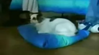 Tüdruk Kirglikult Perses Tüdruk Ja tüdruk