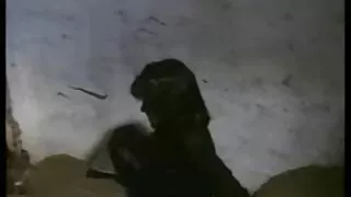 Noor Must Karvane Naine hellitab Sarvjas Tuss
